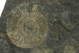 Fossil Ammonite Cluster - Posidonia Shale, Germany #350858-2